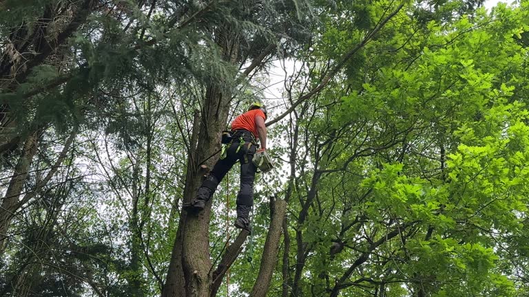 Best Lot and Land Clearing  in Potomac Park, CA